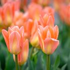 Orange Tulpen