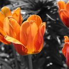 orange Tulpen