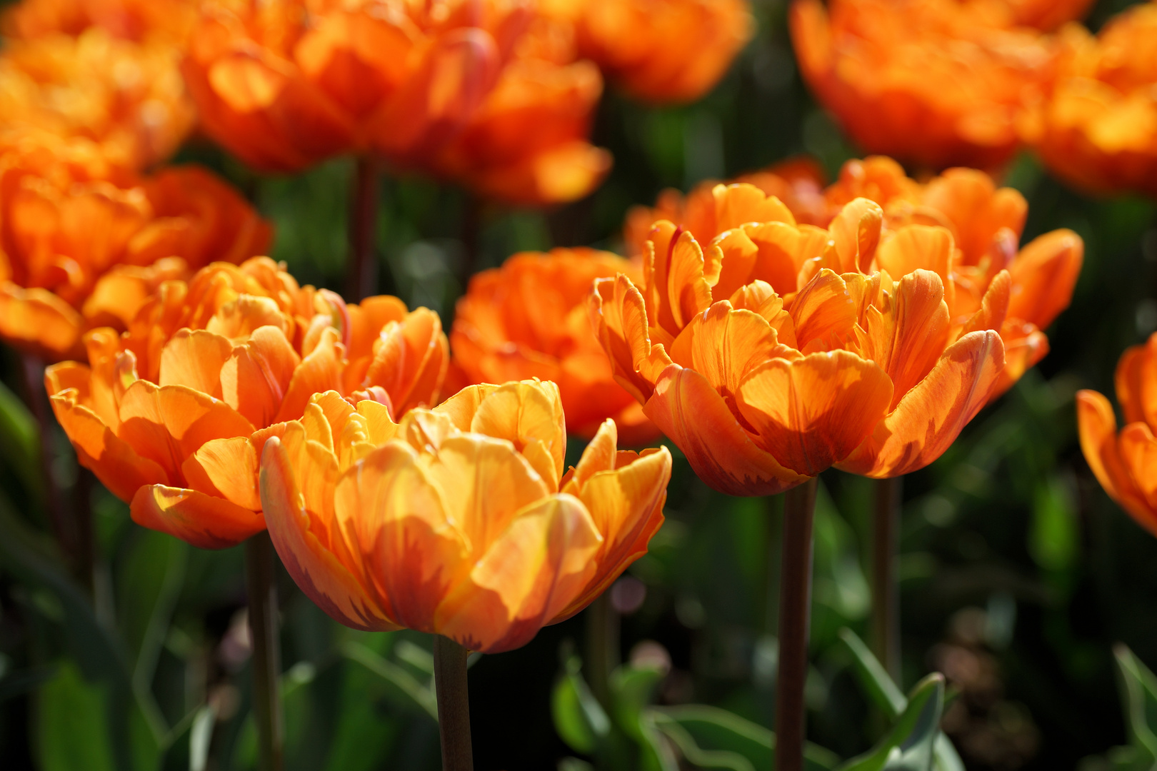 Orange Tulpen