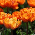 Orange Tulpen