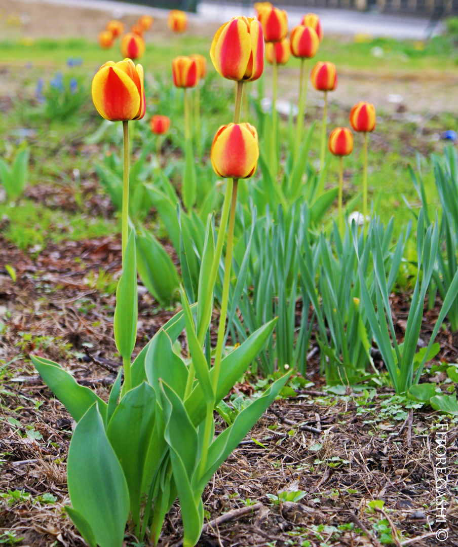 Orange Tulpen