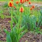 Orange Tulpen