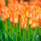 Orange Tulpen