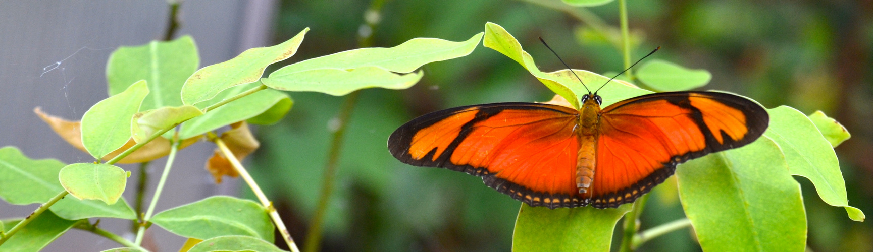 Orange und Grün