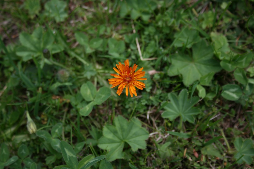 orange und grün in der Natur