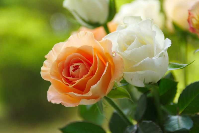 Orange und Weiße Rosen