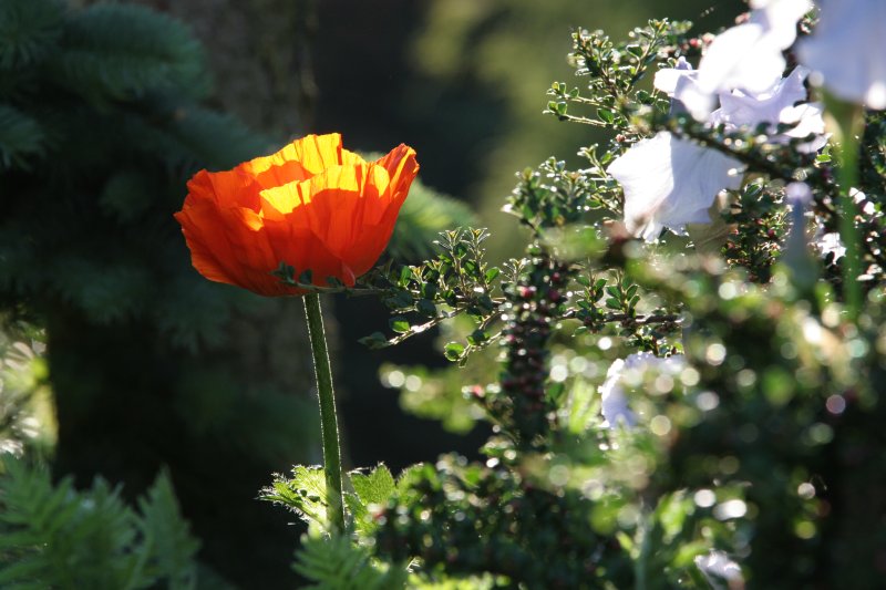 Orange unter Gruen...