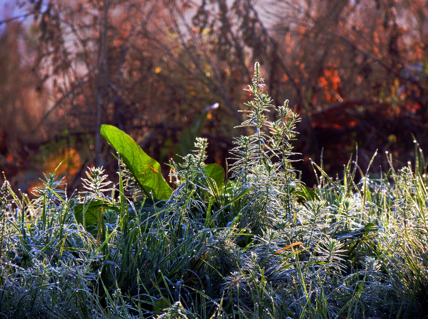 Orange-warm + Weiss-kalt