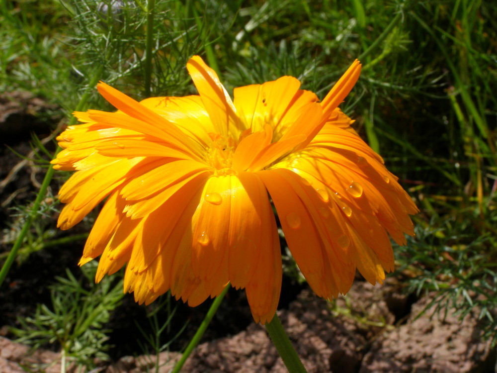 Orange Waterdrops