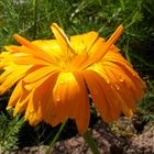 Orange Waterdrops