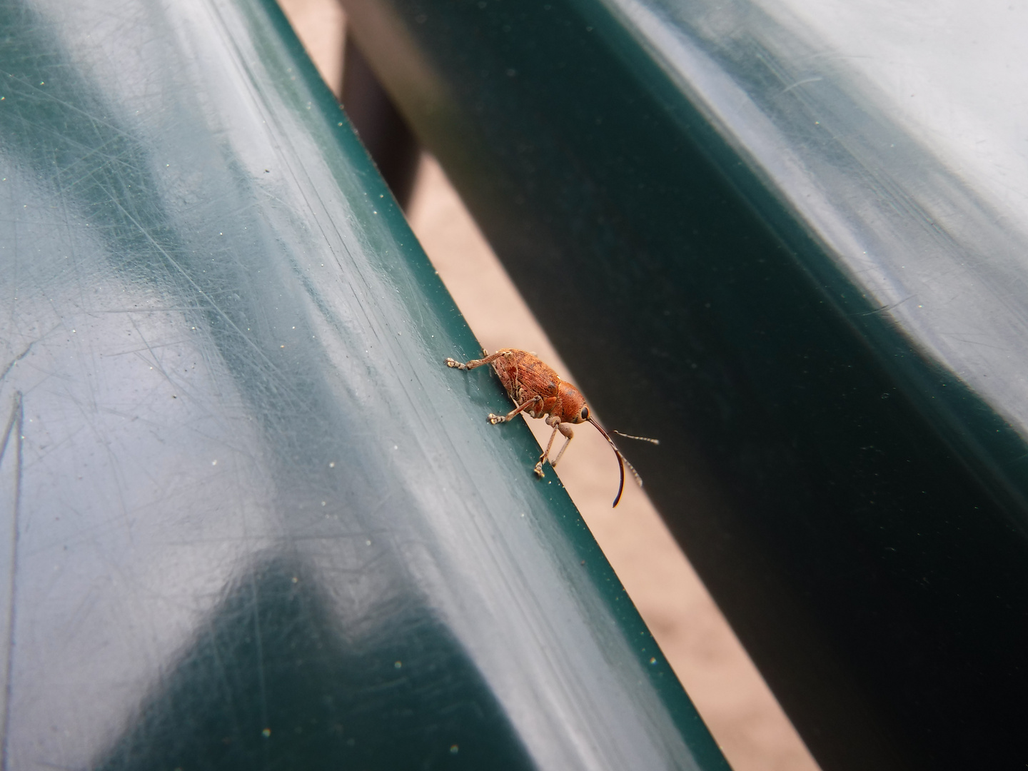 Orange weevil