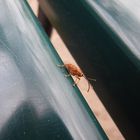 Orange weevil