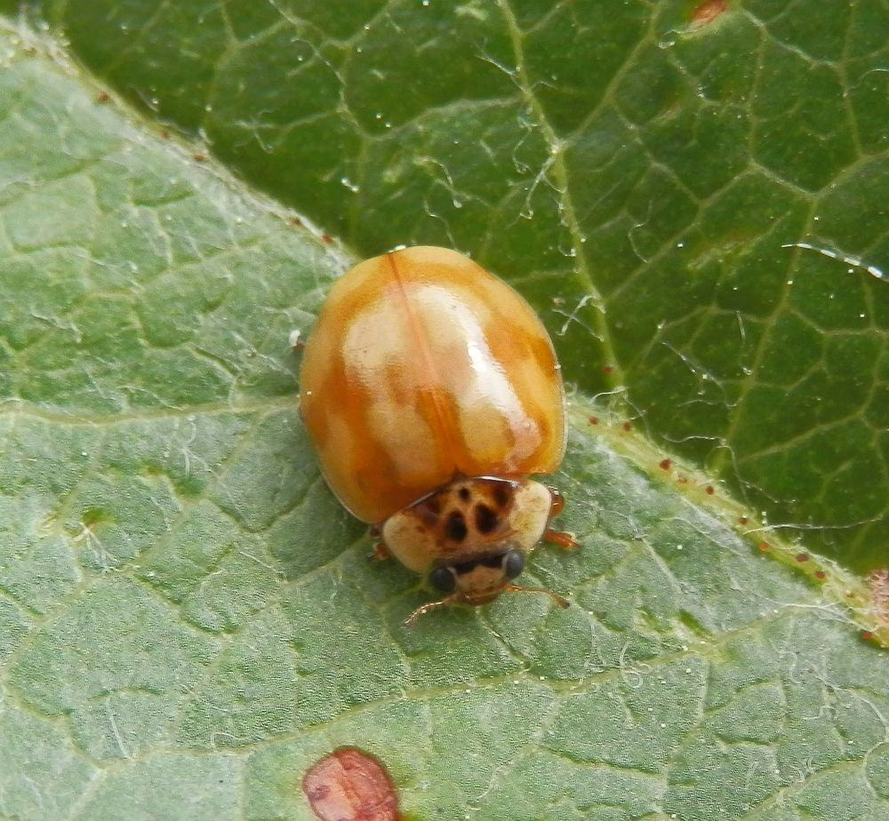 Orange-weißer Marienkäfer - Zehnpunkt-Marienkäfer (Adalia decempunctata)