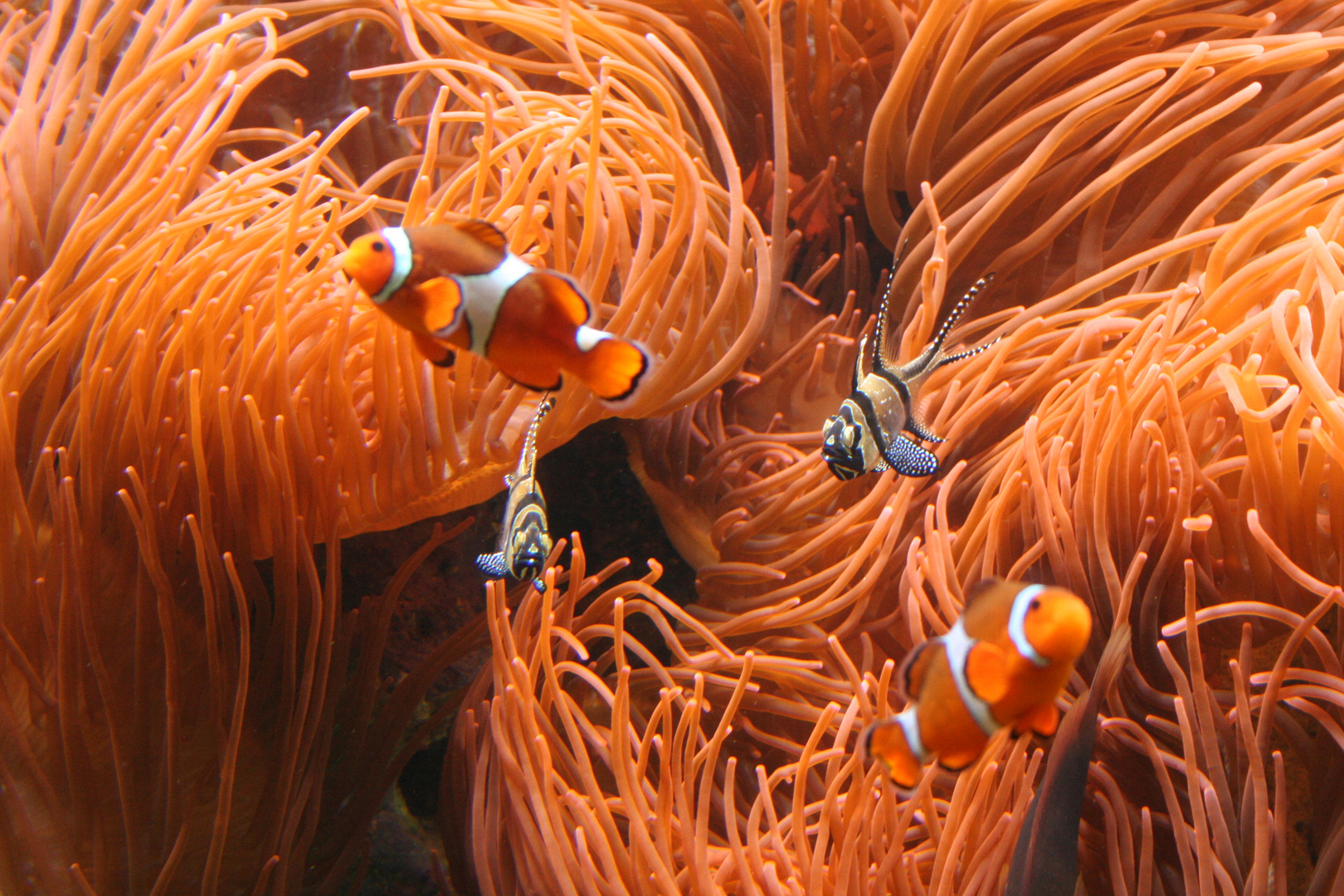 Orange Welt (Aquazoo in Düsseldorf)