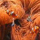 Orange Welt (Aquazoo in Düsseldorf)