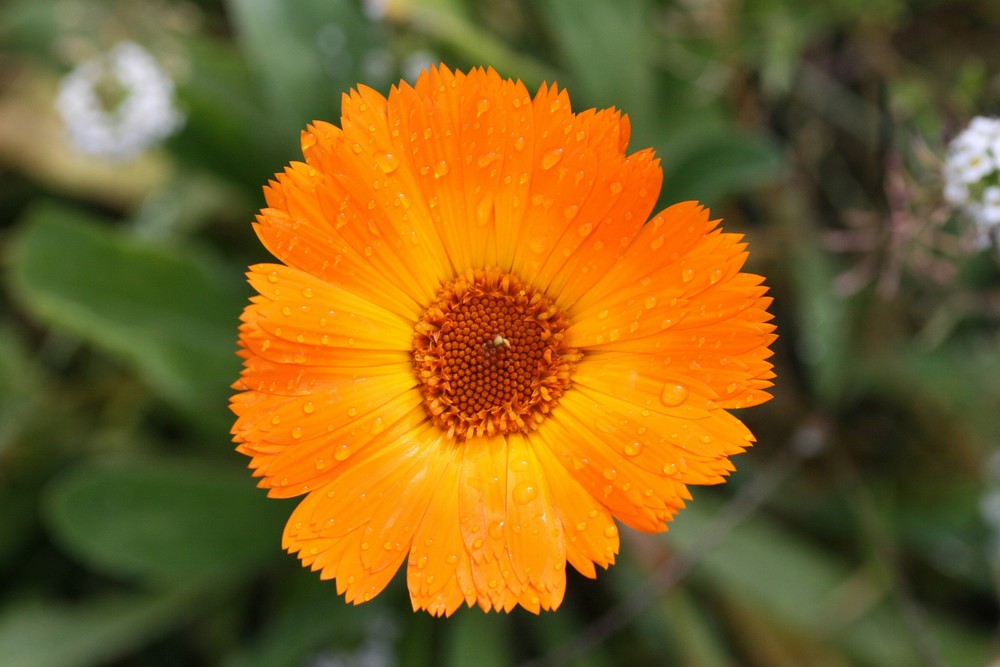 Orange wild flower