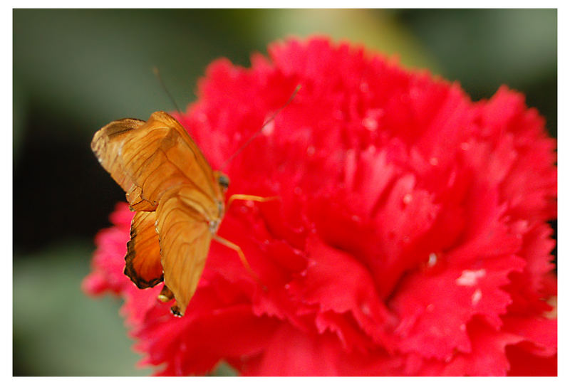 orange wings