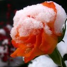 orange Winterrose