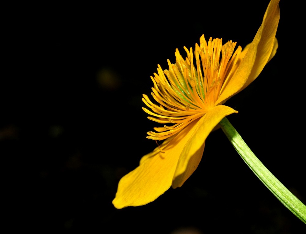 orange, yellow and green