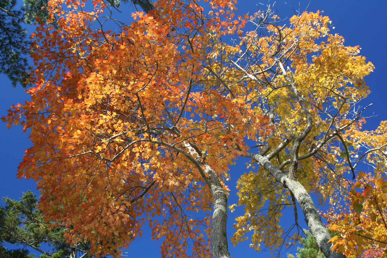 Orange, Yellow & Blue