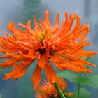 Orange Zinnia