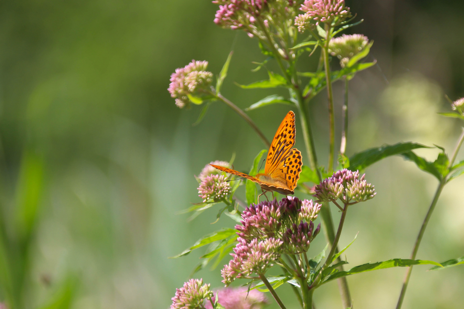 orange zu pink