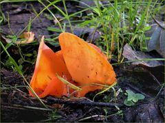 Orangebecherling - Aleuria aurantia