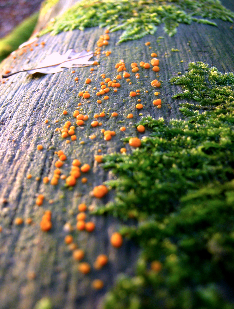 Orangebetupfter Baumstamm