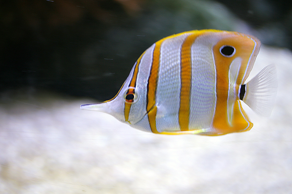 Orangebinden-Pinzettfisch oder Kupferbinden-Pinzettfisch