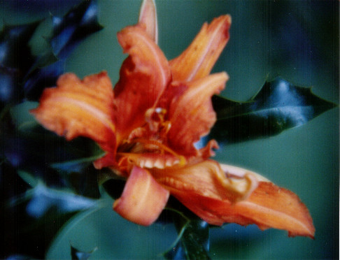 Orangeblüte mit blauen Blättern