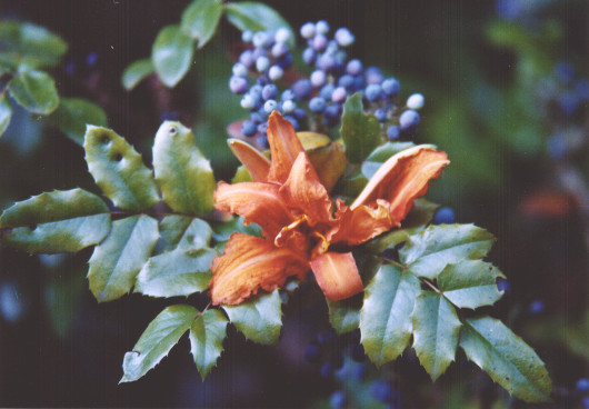 Orangeblüte mit Grün