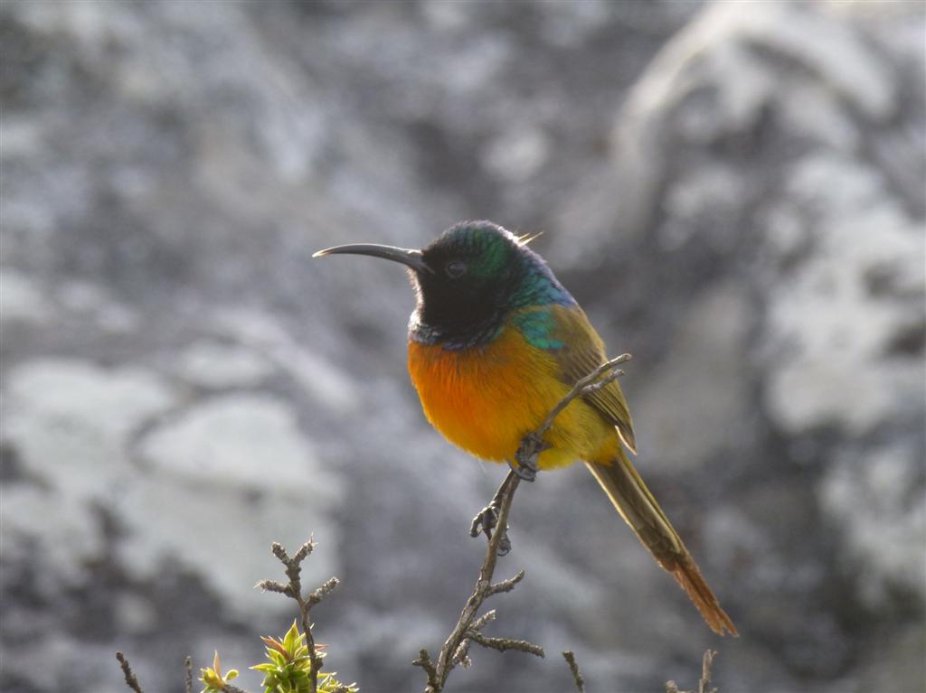 Orangebrested Sunbird in South-Africa on the Table Mountain