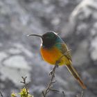 Orangebrested Sunbird in South-Africa on the Table Mountain