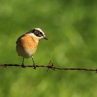 Orangebrüstiges Spinatkehlchen