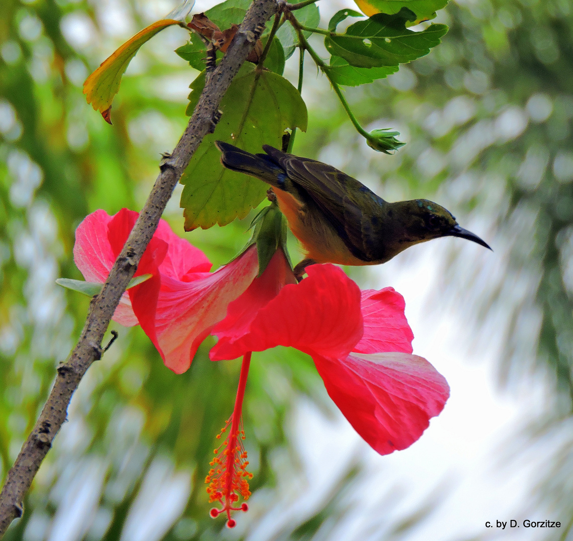 Orangebrust Mistelfresser auf einer Hibiskusblüte 