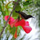 Orangebrust Mistelfresser auf einer Hibiskusblüte 