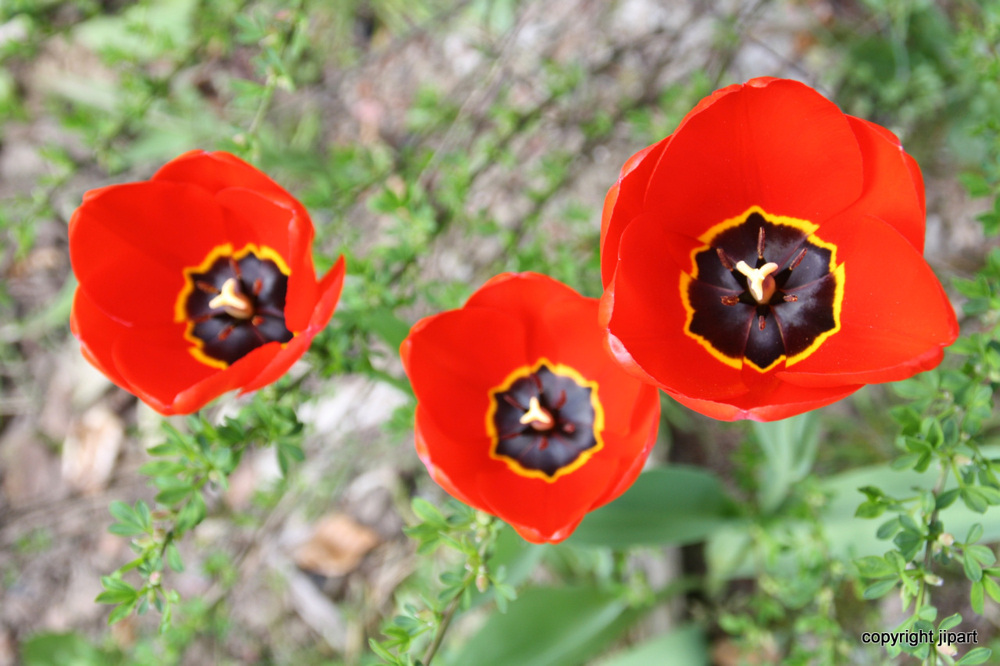 Orangées en trio d'offrande...