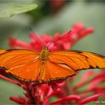 Orangefalter .... Dryas julia  Zoo Krefeld