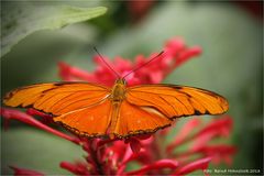 Orangefalter .... Dryas julia  Zoo Krefeld