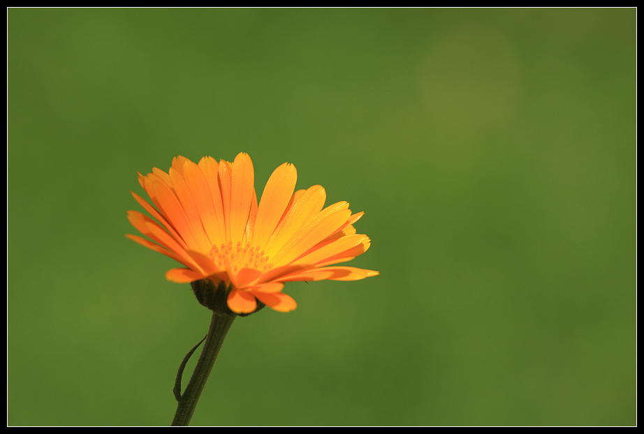 Orangefarbene Aster