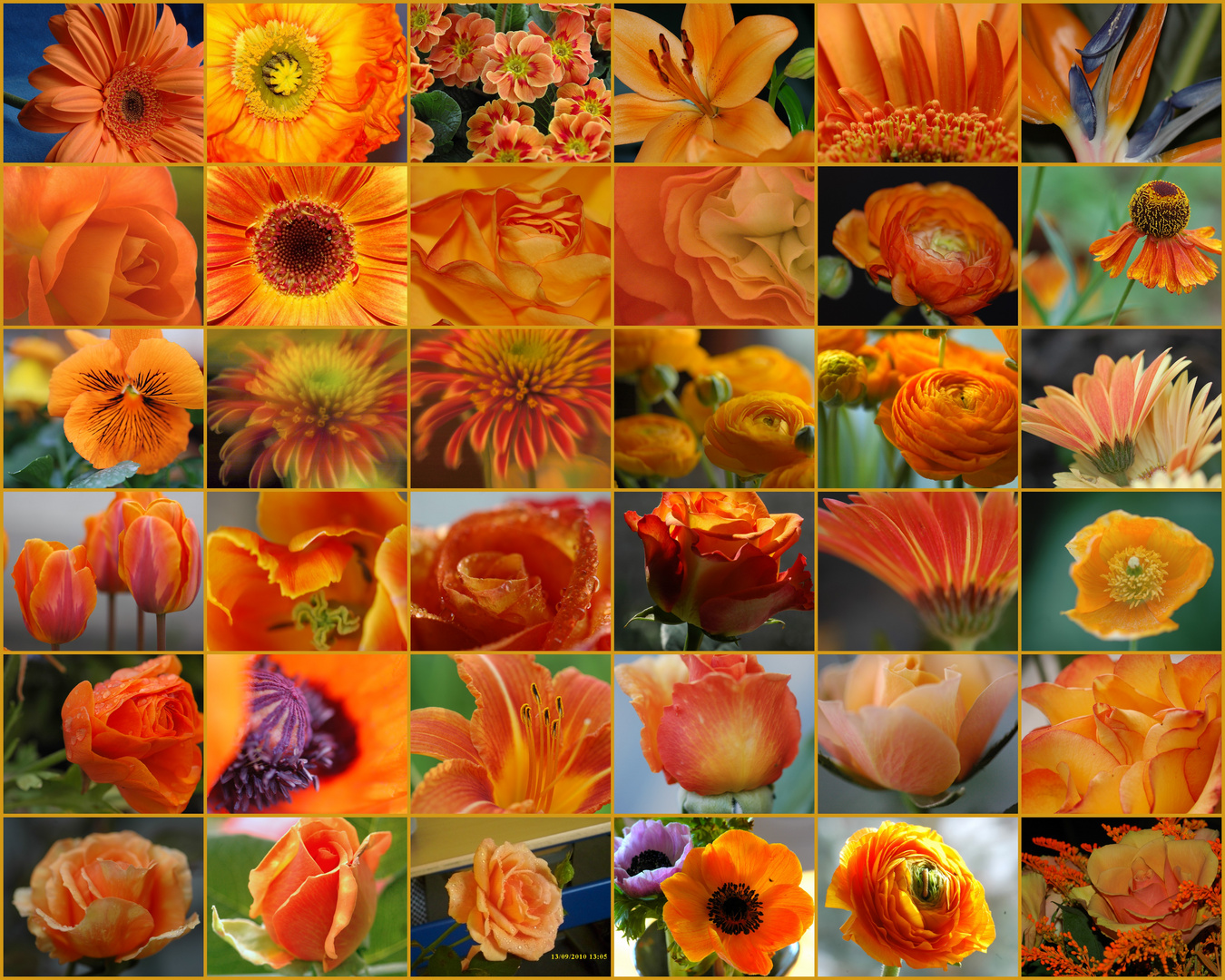 Orangefarbene Blüten - Collage aus 36 Einzelbildern