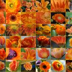 Orangefarbene Blüten - Collage aus 36 Einzelbildern
