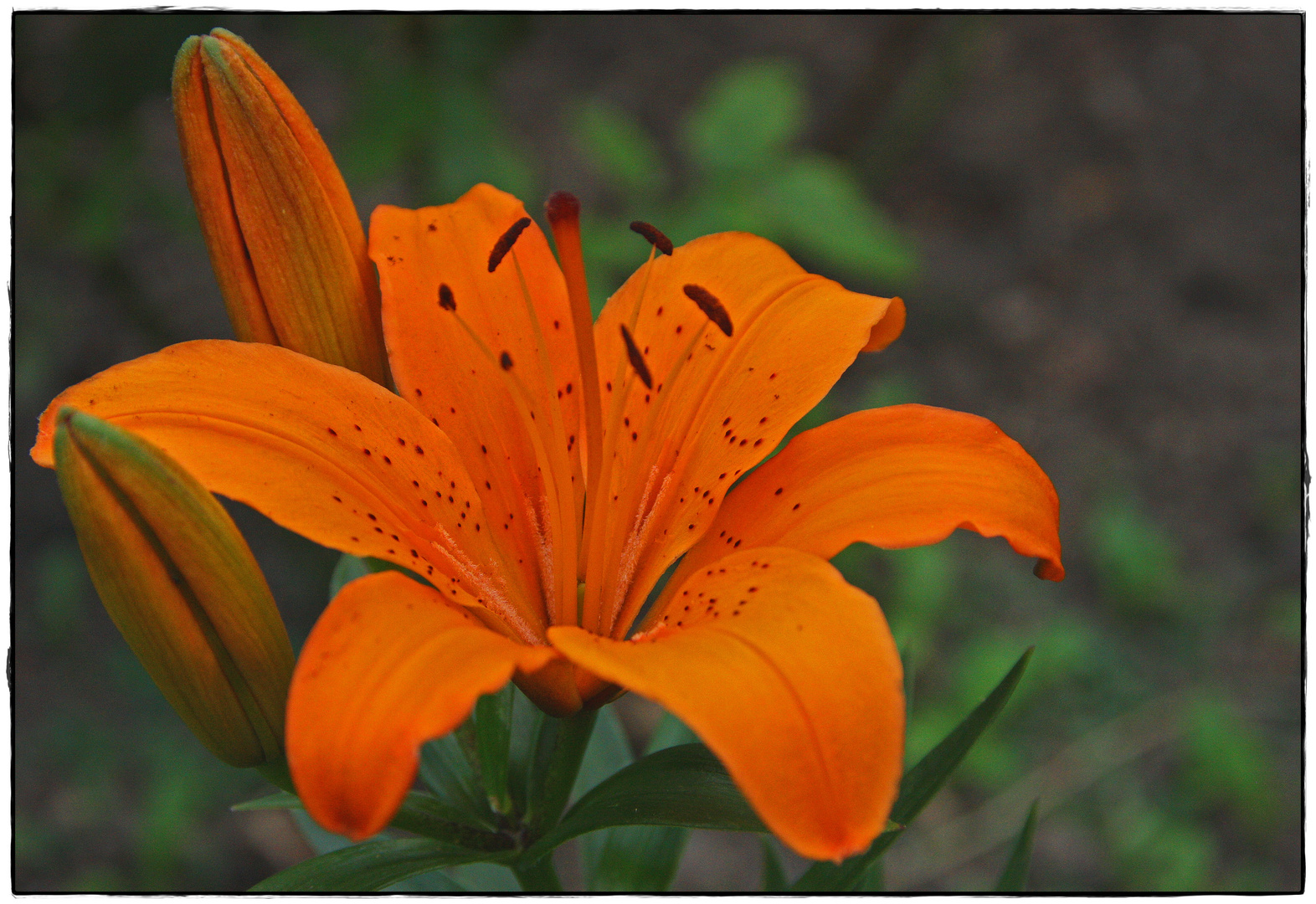 Orangefarbene Blume