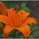 Orangefarbene Blume