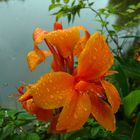 Orangefarbene Canna nach dem Regen