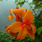 Orangefarbene Canna nach dem Regen