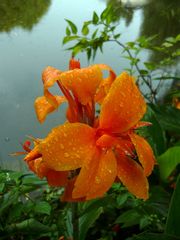 Orangefarbene Canna nach dem Regen