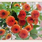 Orangefarbene Chrysantheme