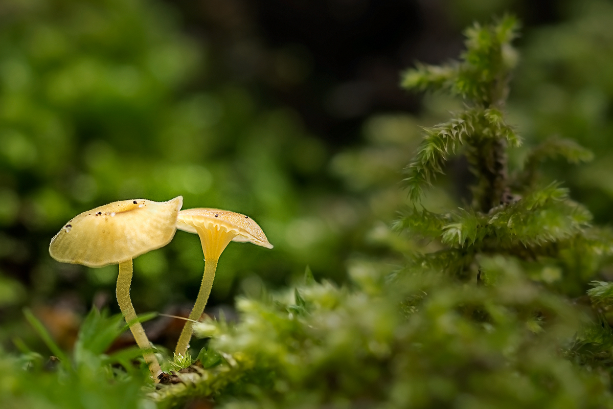 Orangefarbene Heftelnabelinge (Rickenella fibula)