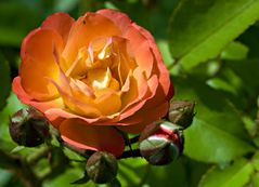 Orangefarbene kleine Rose